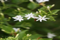Jasminum roxburghianum